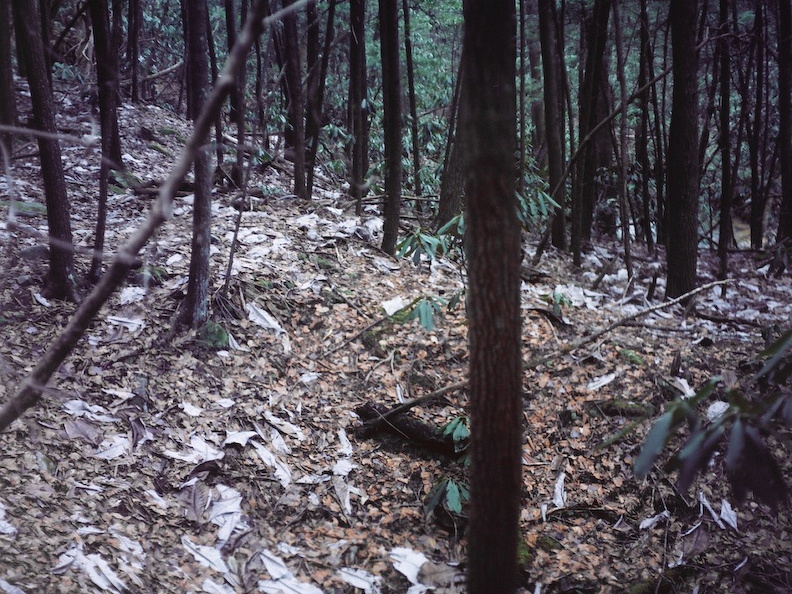 Ice on the Sheltowee Trace